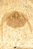 30799 - Well Prepared 0.83 Inch Onnia sp Ordovician Trilobite