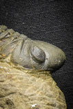 22070 - Top Rare Detailed 2.21 Inch Reedops sp Lower Devonian Trilobite