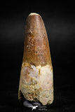 05120 - Well Preserved 2.05 Inch Spinosaurus Dinosaur Tooth Cretaceous