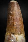 05120 - Well Preserved 2.05 Inch Spinosaurus Dinosaur Tooth Cretaceous