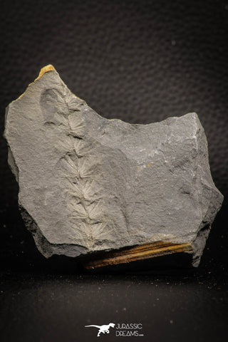 06974 - Beautiful 2.56 Inch Asterophyllites equisetiformis Carboniferous Plant