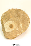 30799 - Well Prepared 0.83 Inch Onnia sp Ordovician Trilobite
