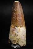 05120 - Well Preserved 2.05 Inch Spinosaurus Dinosaur Tooth Cretaceous