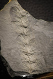 06974 - Beautiful 2.56 Inch Asterophyllites equisetiformis Carboniferous Plant