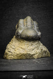 22070 - Top Rare Detailed 2.21 Inch Reedops sp Lower Devonian Trilobite
