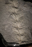 06974 - Beautiful 2.56 Inch Asterophyllites equisetiformis Carboniferous Plant