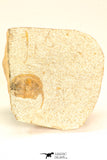 30800 - Nicely Prepared 0.75 Inch Onnia sp Ordovician Trilobite