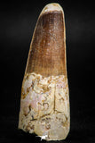 05120 - Well Preserved 2.05 Inch Spinosaurus Dinosaur Tooth Cretaceous