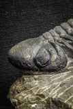 22070 - Top Rare Detailed 2.21 Inch Reedops sp Lower Devonian Trilobite