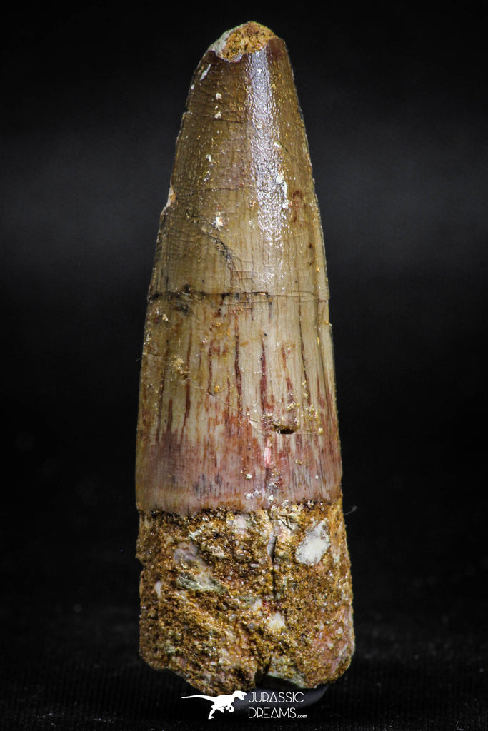 05121 - Top Beautiful 2.13 Inch Spinosaurus Dinosaur Tooth Cretaceous