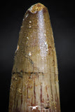 05121 - Top Beautiful 2.13 Inch Spinosaurus Dinosaur Tooth Cretaceous