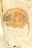 30800 - Nicely Prepared 0.75 Inch Onnia sp Ordovician Trilobite