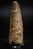 05121 - Top Beautiful 2.13 Inch Spinosaurus Dinosaur Tooth Cretaceous