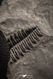 06975 - Beautiful Association of Pecopteris sp + Margaritopteris sp + Sphenopteris sp Carboniferous Fossil Ferns