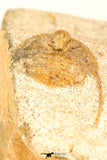 30800 - Nicely Prepared 0.75 Inch Onnia sp Ordovician Trilobite