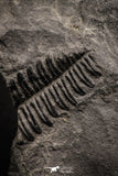 06975 - Beautiful Association of Pecopteris sp + Margaritopteris sp + Sphenopteris sp Carboniferous Fossil Ferns
