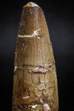 05121 - Top Beautiful 2.13 Inch Spinosaurus Dinosaur Tooth Cretaceous