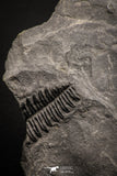 06975 - Beautiful Association of Pecopteris sp + Margaritopteris sp + Sphenopteris sp Carboniferous Fossil Ferns