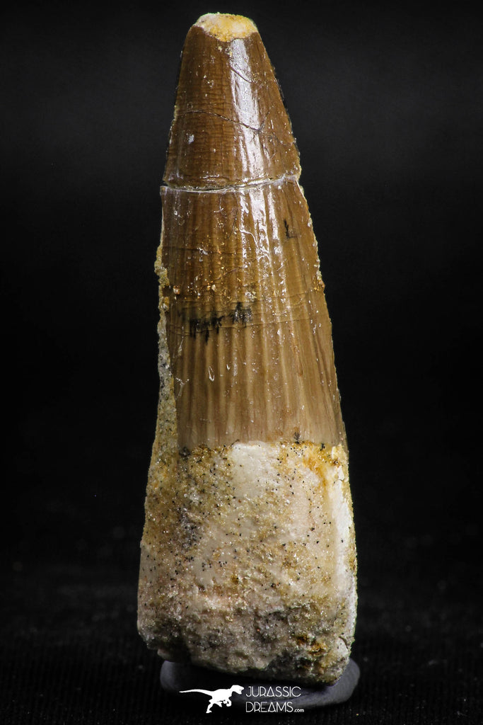 05122 - Top Beautiful 1.93 Inch Spinosaurus Dinosaur Tooth Cretaceous