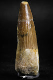 05122 - Top Beautiful 1.93 Inch Spinosaurus Dinosaur Tooth Cretaceous