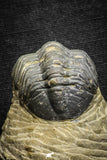 22071 - Top Rare Detailed 2.00 Inch Reedops sp Lower Devonian Trilobite