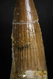 05122 - Top Beautiful 1.93 Inch Spinosaurus Dinosaur Tooth Cretaceous