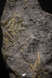 06975 - Beautiful Association of Pecopteris sp + Margaritopteris sp + Sphenopteris sp Carboniferous Fossil Ferns