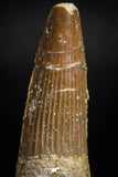 05122 - Top Beautiful 1.93 Inch Spinosaurus Dinosaur Tooth Cretaceous