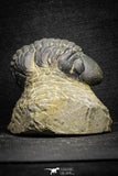 22071 - Top Rare Detailed 2.00 Inch Reedops sp Lower Devonian Trilobite