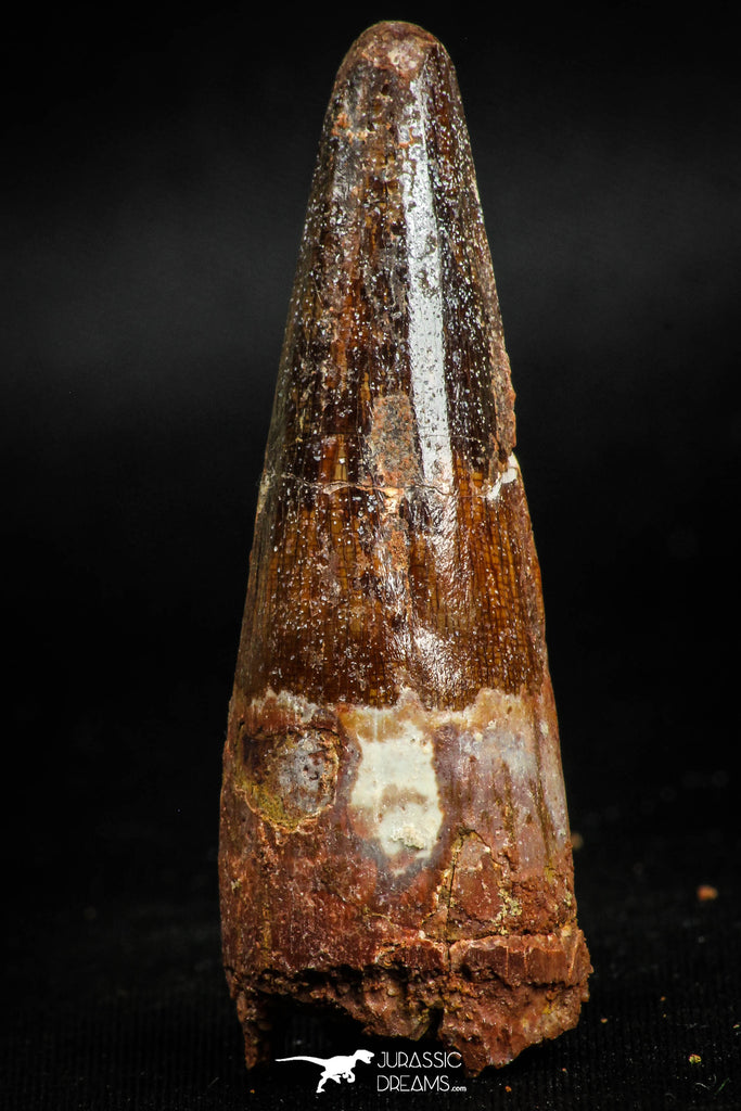 05123 - Nicely Preserved 2.20 Inch Spinosaurus Dinosaur Tooth Cretaceous