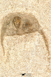 30801 - Nicely Preserved 0.91 Inch Onnia sp Ordovician Trilobite