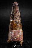 05123 - Nicely Preserved 2.20 Inch Spinosaurus Dinosaur Tooth Cretaceous