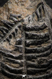 06976 - Top Beautiful 2.00 Inch Alethopteris sp Carboniferous Fossil Fern