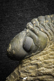 22071 - Top Rare Detailed 2.00 Inch Reedops sp Lower Devonian Trilobite