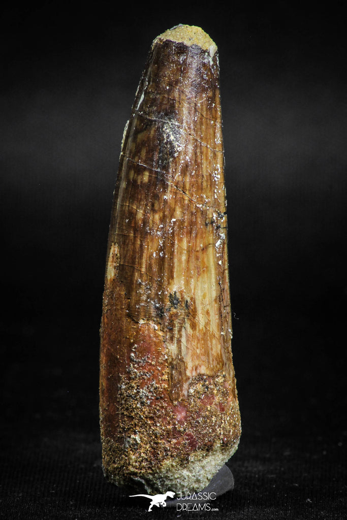 05124 -Top Beautiful 2.13 Inch Spinosaurus Dinosaur Tooth Cretaceous