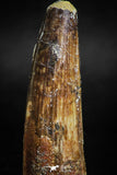 05124 -Top Beautiful 2.13 Inch Spinosaurus Dinosaur Tooth Cretaceous
