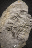 06977 - Well Preserved 1.62 Inch Neuropteris sp Carboniferous Fossil Fern