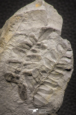 06977 - Well Preserved 1.62 Inch Neuropteris sp Carboniferous Fossil Fern