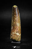 05124 -Top Beautiful 2.13 Inch Spinosaurus Dinosaur Tooth Cretaceous