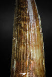 05124 -Top Beautiful 2.13 Inch Spinosaurus Dinosaur Tooth Cretaceous