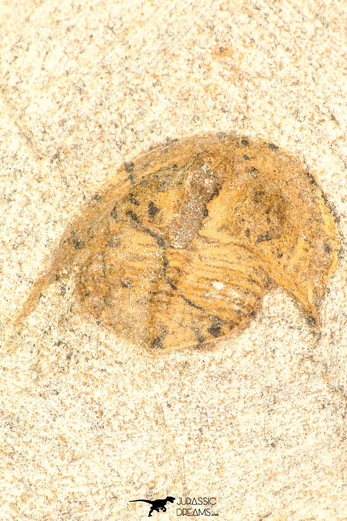 30802 - Beautiful 0.70 Inch Onnia sp Ordovician Trilobite