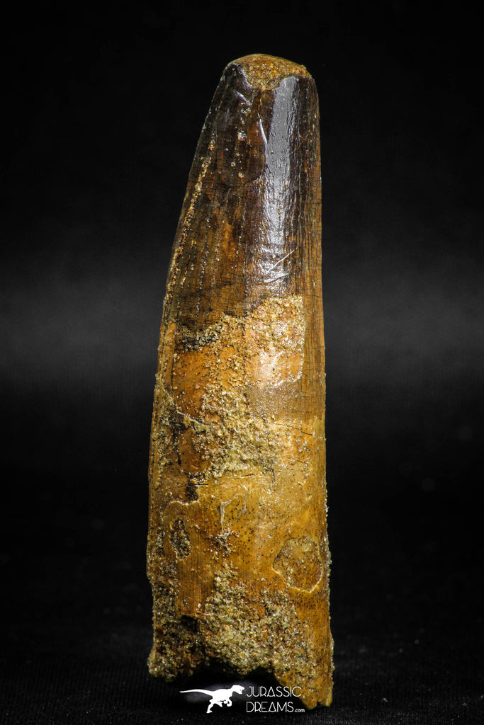 05125 - Well Preserved 2.83 Inch Spinosaurus Dinosaur Tooth Cretaceous