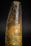 05125 - Well Preserved 2.83 Inch Spinosaurus Dinosaur Tooth Cretaceous