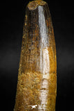 05125 - Well Preserved 2.83 Inch Spinosaurus Dinosaur Tooth Cretaceous