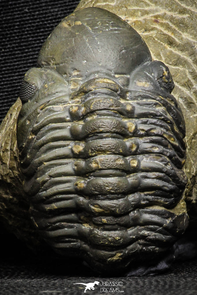 22071 - Top Rare Detailed 2.00 Inch Reedops sp Lower Devonian Trilobite