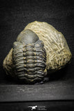 22071 - Top Rare Detailed 2.00 Inch Reedops sp Lower Devonian Trilobite
