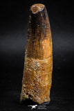 05125 - Well Preserved 2.83 Inch Spinosaurus Dinosaur Tooth Cretaceous