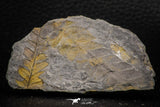 06980 - Well Preserved 2.16 Inch Alethopteris sp Carboniferous Fossil Fern
