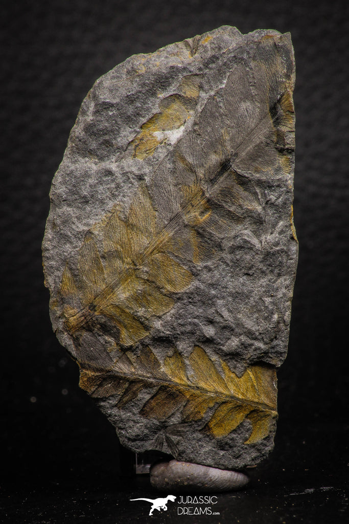 06980 - Well Preserved 2.16 Inch Alethopteris sp Carboniferous Fossil Fern