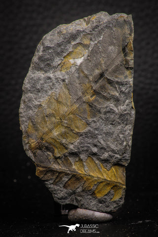 06980 - Well Preserved 2.16 Inch Alethopteris sp Carboniferous Fossil Fern